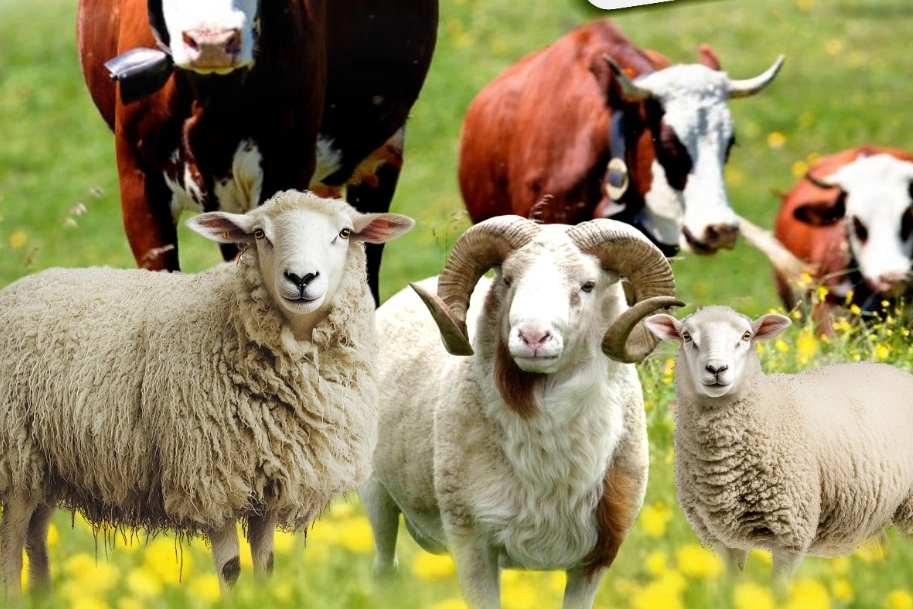 Malatya Büyükşehir'den kurban kesim kursu