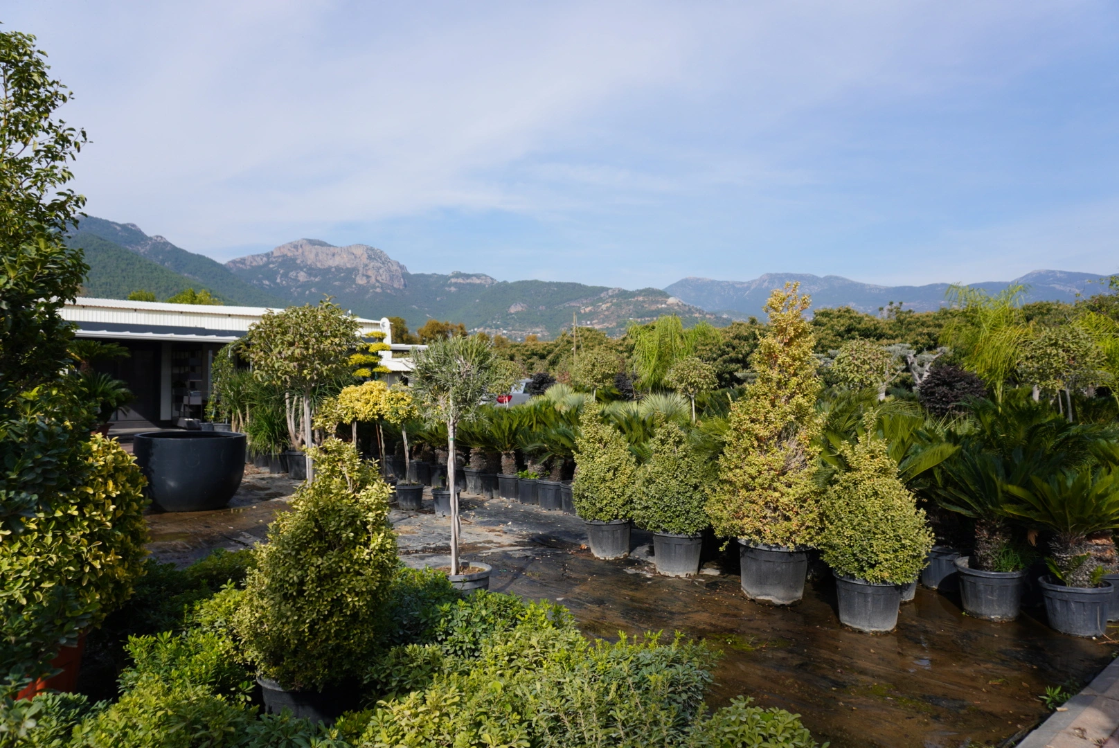 Doğayla Bütünleşen Peyzaj Tasarımı: Verdeon Garden – Alanya, Antalya ve Manavgat