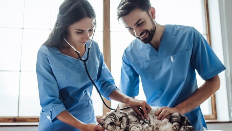 Kediler 9 canlı değil