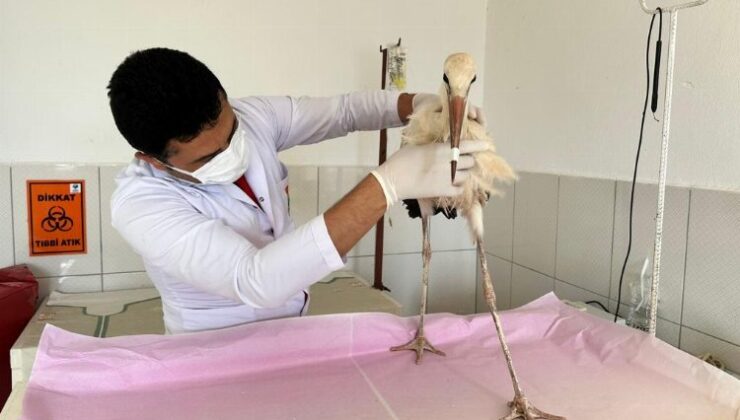 Antalya’da uçamayan yavru leylek Kumluca korumasında