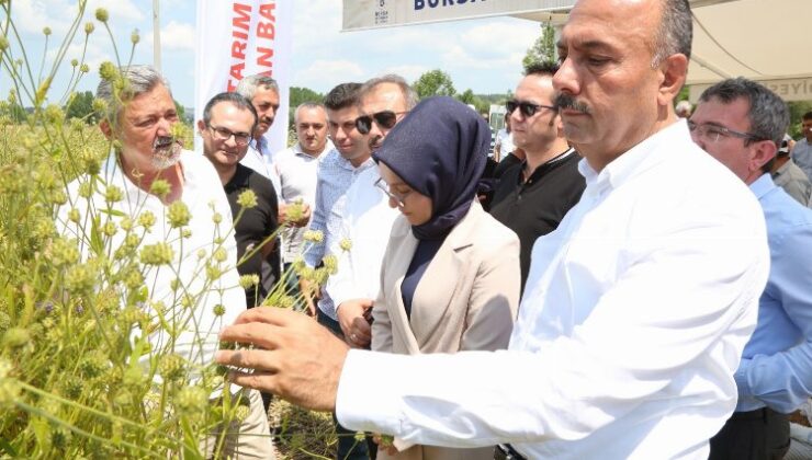 Bursa Harmancık’ta pelemir hasadı