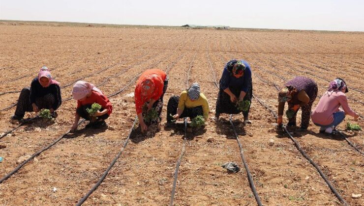 Konya 2024’ün tarımsal destek kayıtlarını başlattı