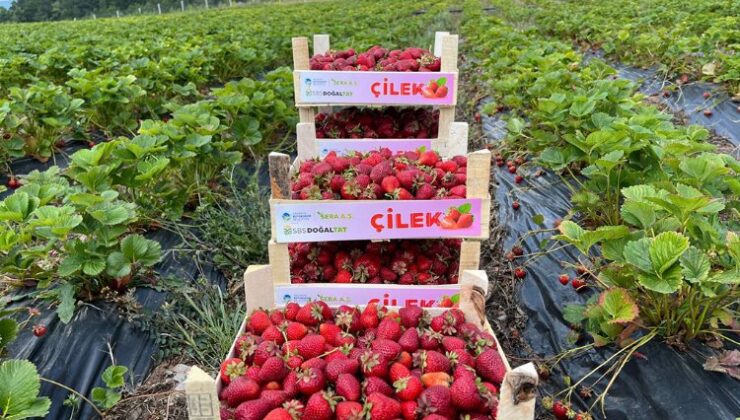 Sakarya’da bu yıl hedef büyük